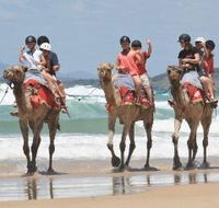 Camel Rides with Coffs Coast Camels - Accommodation Brunswick Heads