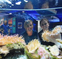 Solitary Islands Aquarium - Accommodation Brunswick Heads