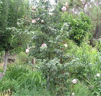 Tombstone Estate Vineyard - Accommodation Brunswick Heads