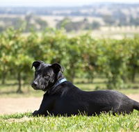Moothi Estate Vineyard and Cellar Door - Accommodation Brunswick Heads