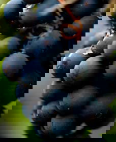 Nyrang Creek NSW Accommodation Brunswick Heads