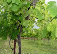 Holland Wines - Accommodation Brunswick Heads