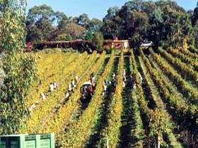 Mt Lofty Ranges Vineyard - Accommodation Brunswick Heads 1