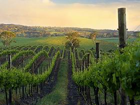 Nepenthe Wines - Accommodation Brunswick Heads 3