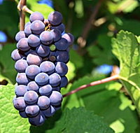 Tinderbox Vineyard - Accommodation Brunswick Heads