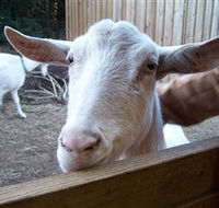 Drysdale Cheeses - Accommodation Brunswick Heads