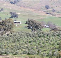 Wymah Organic Olives and Lambs - Accommodation Brunswick Heads