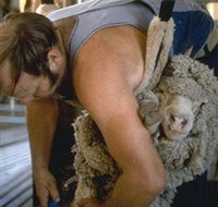 Kuriong Sheep Station - Accommodation Brunswick Heads