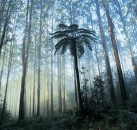 Yarra Ranges National Park - Accommodation Brunswick Heads
