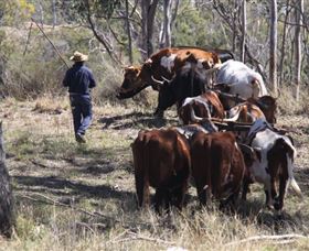 Gleneden Organic Farm And The Gleneden Bullock Team - Accommodation Brunswick Heads 1