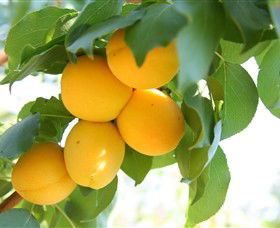 Rayner's Orchard - Accommodation Brunswick Heads 1