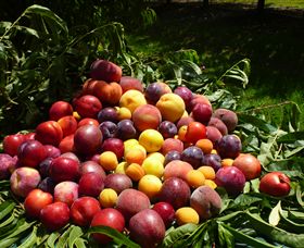 Rayner's Orchard - Accommodation Brunswick Heads 0