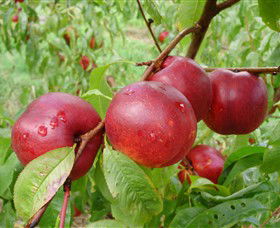 Rayner's Orchard - Accommodation Brunswick Heads 4