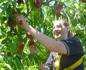 Rayner's Orchard - Accommodation Brunswick Heads 3