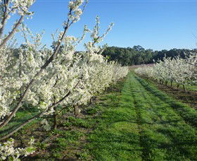Rayner's Orchard - Accommodation Brunswick Heads 6