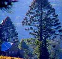 Bunya Mountains National Park - Accommodation Brunswick Heads