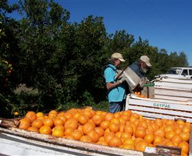 Gayndahs Big Orange - Accommodation Brunswick Heads 2