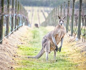 Yabby Lake Vineyard & Cellar Door - Accommodation Brunswick Heads 8