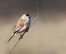 Capertee Valley Bird Trail - Accommodation Brunswick Heads 3