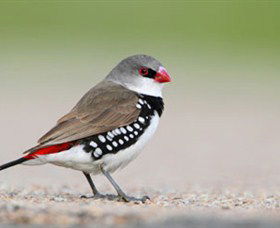 Capertee Valley Bird Trail - Accommodation Brunswick Heads 1