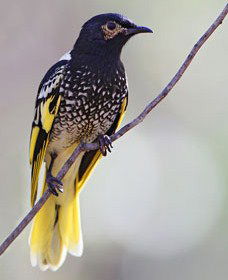Capertee Valley Bird Trail - Accommodation Brunswick Heads 4