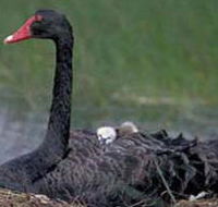 French Island Marine National Park - Accommodation Brunswick Heads