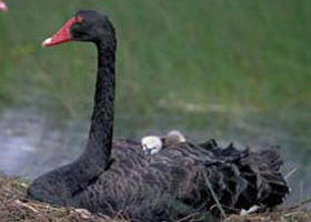 French Island Marine National Park - Accommodation Brunswick Heads 0