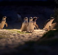 Phillip Island Nature Parks - Accommodation Brunswick Heads