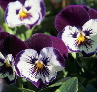 Newtown Park State Rose Garden - Accommodation Brunswick Heads