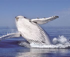 Fantasea Cruising Sydney - Accommodation Brunswick Heads 2