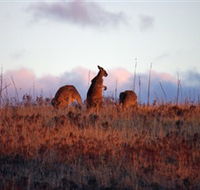 Dingo Tours - Accommodation Brunswick Heads