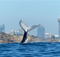 Oz Whale Watching - Accommodation Brunswick Heads