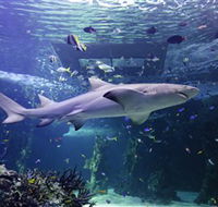 SEA LIFE Sydney Aquarium - Accommodation Brunswick Heads