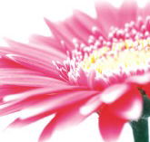 Burwood Plaza - Accommodation Brunswick Heads