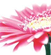 Burwood Plaza - Accommodation Brunswick Heads 0