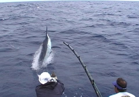 Amokura Charters - Accommodation Brunswick Heads 0