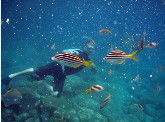 Imagine Cruises - Accommodation Brunswick Heads 0