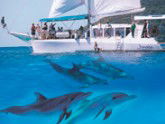 Imagine Cruises - Accommodation Brunswick Heads 2