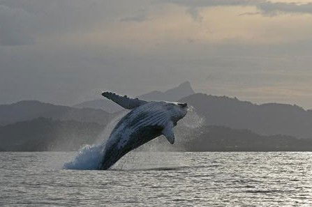 Byron Bay Whale Watching - Accommodation Brunswick Heads 1