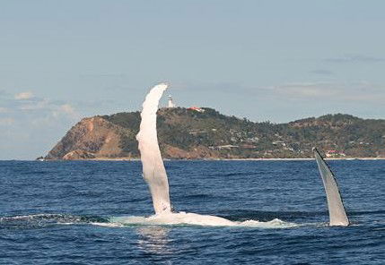Byron Bay Whale Watching - Accommodation Brunswick Heads 3