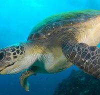 Byron Bay Dive Centre - Accommodation Brunswick Heads