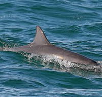 Byron Bay Dolphin Wildlife Tours - Accommodation Brunswick Heads