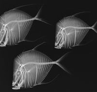 X-Ray Vision Fish Inside Out - Accommodation Brunswick Heads