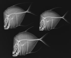 X-Ray Vision: Fish Inside Out - Accommodation Brunswick Heads 0