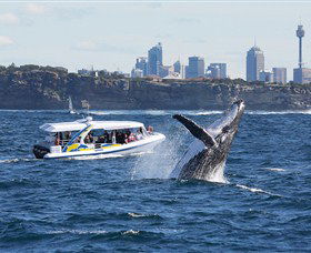 Bass & Flinders Cruises - Accommodation Brunswick Heads 2