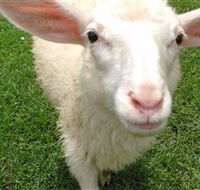 Golden Ridge Animal Farm - Accommodation Brunswick Heads