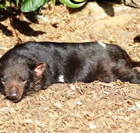 Symbio Wildlife Park - Accommodation Brunswick Heads