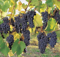 Hills Short Wine and Food Trail - Accommodation Brunswick Heads