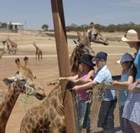 Monarto Open Range Zoo - Accommodation Brunswick Heads