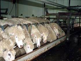 Island Pure Sheep Dairy And Cheese Factory - Accommodation Brunswick Heads 0